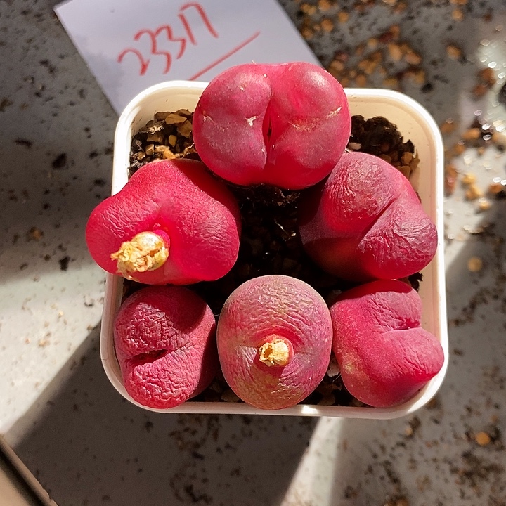 23317。  一组。 一组。  