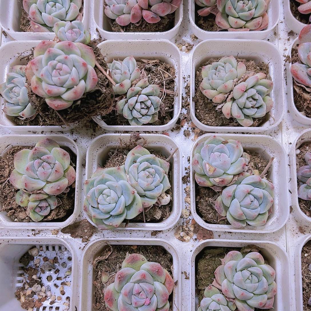 65盆双头如梦令2盆19包邮