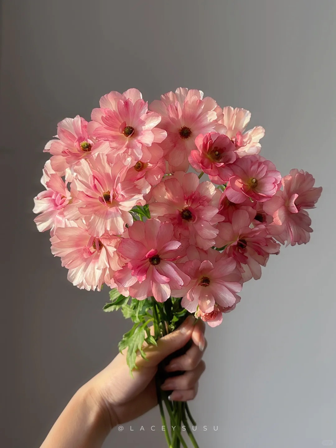 【花满堂】鲜花 玫红色蝴蝶洋牡丹 任意两单包邮 发货后不支持退款