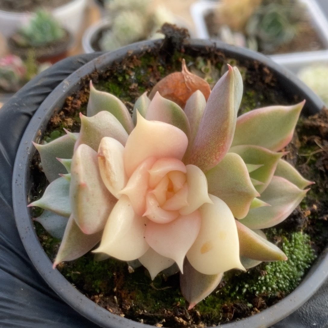 757贝加尔湖锦华锦锦锦锦