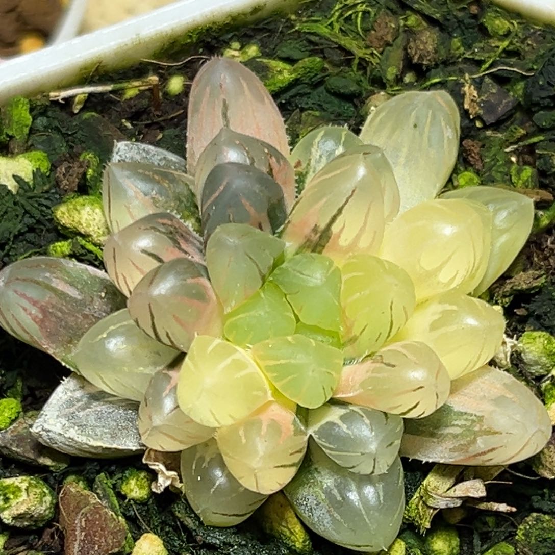 恭喜发财大吉大利0063