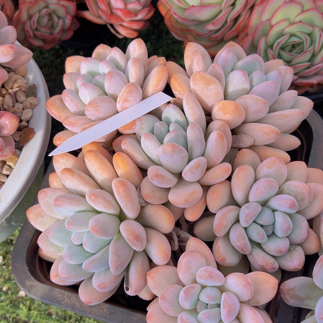 香玉的故事是一个人的故事