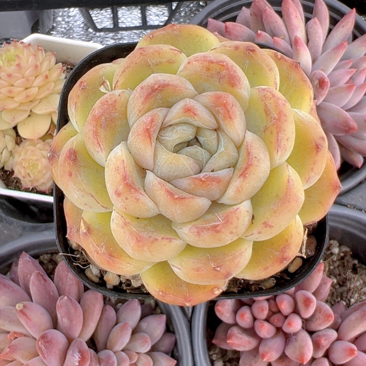 焦糖玛奇朵【一物一拍】香尔卉园艺