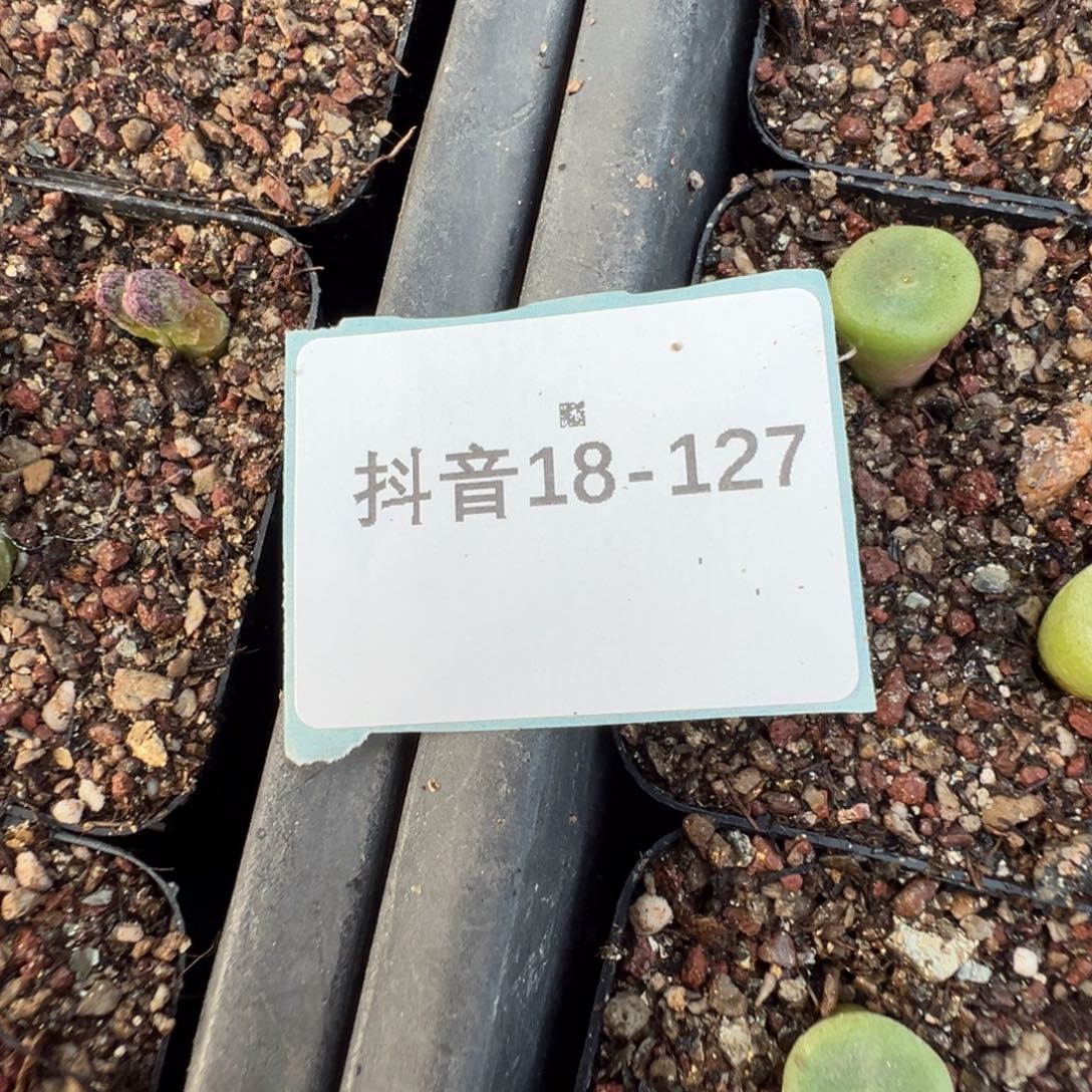 照****18-127肉锥多肉植物