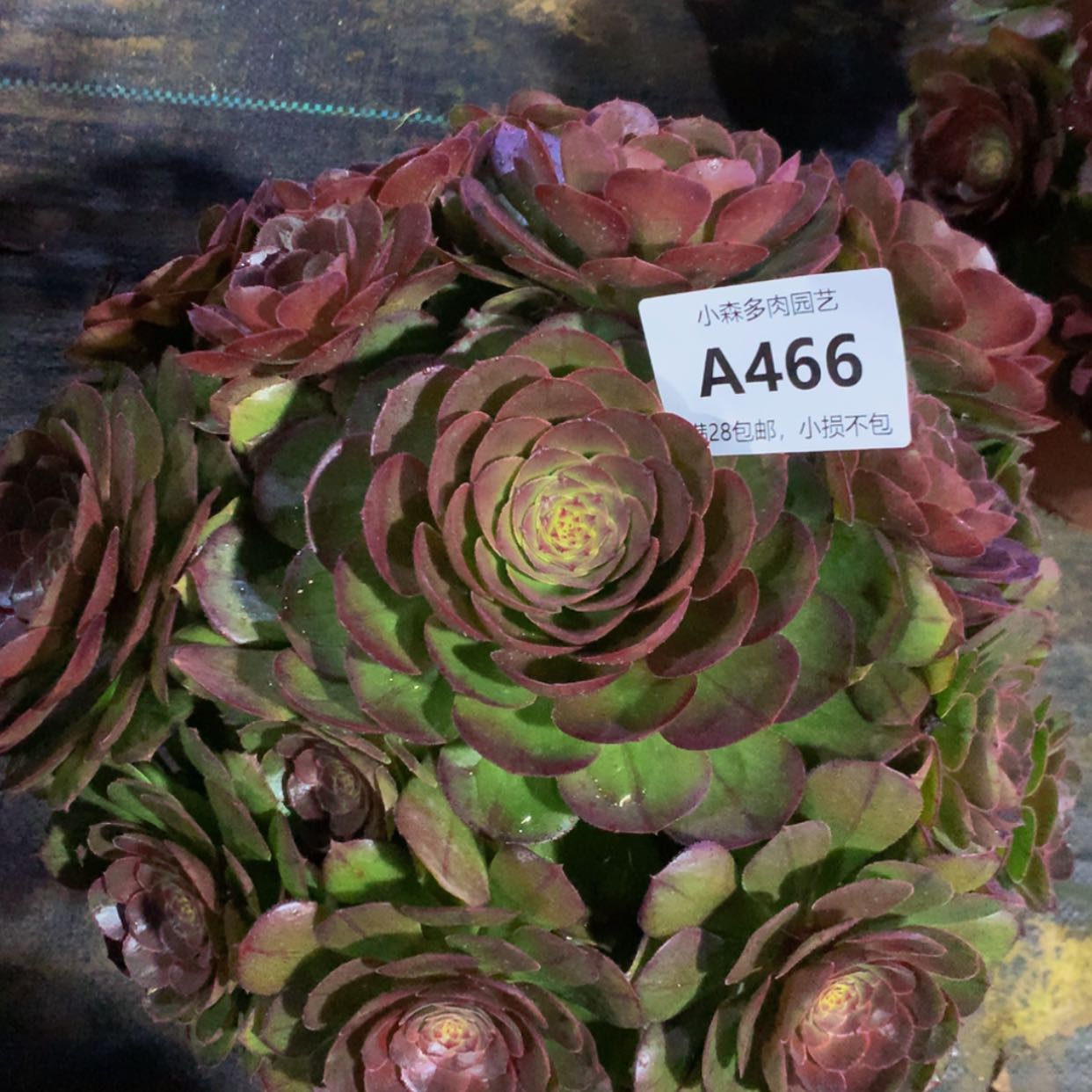 【闪购商品】466万多肉