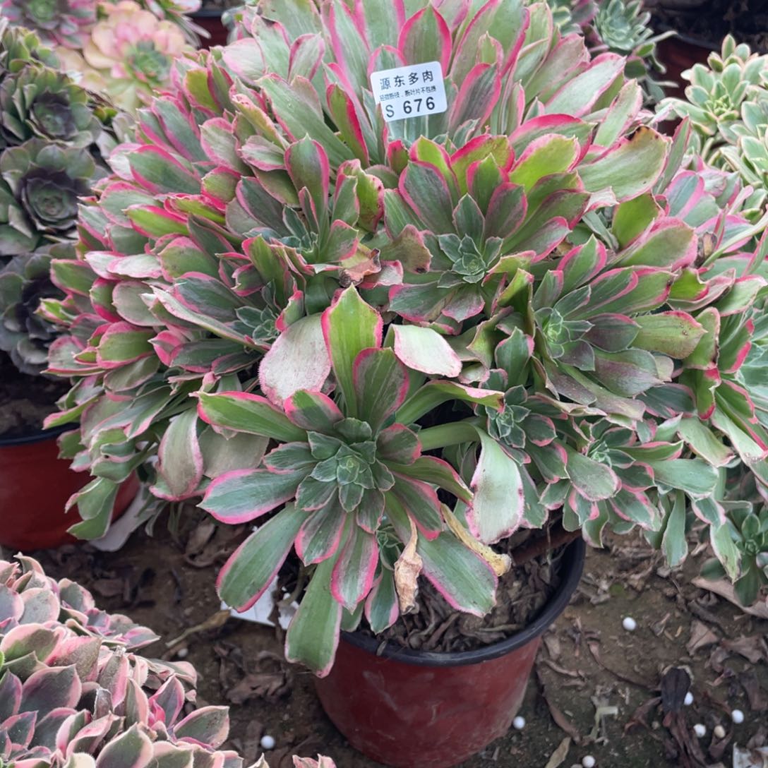 676浣纱多肉法师断枝不包