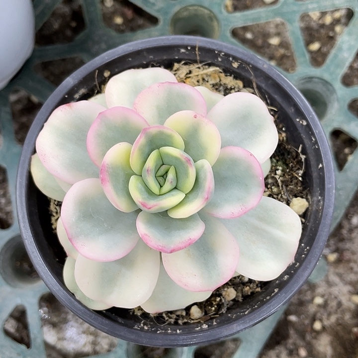 友谊锦一物一拍锦龙