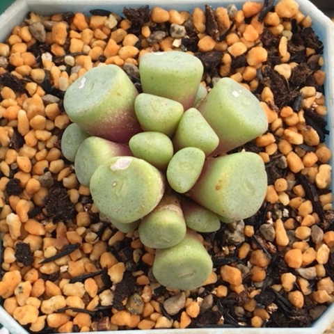 多肉肉锥 16头 毛纽扣