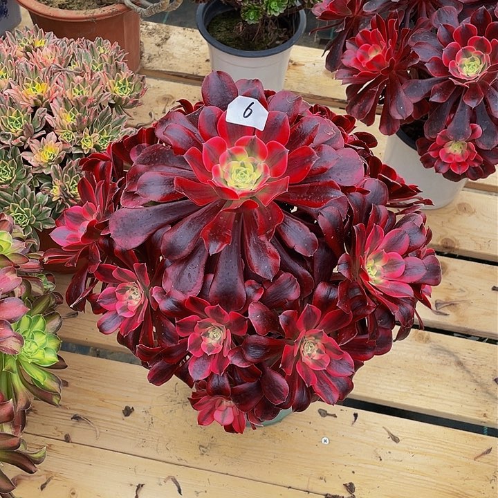 珍*美杜莎法师一个6号