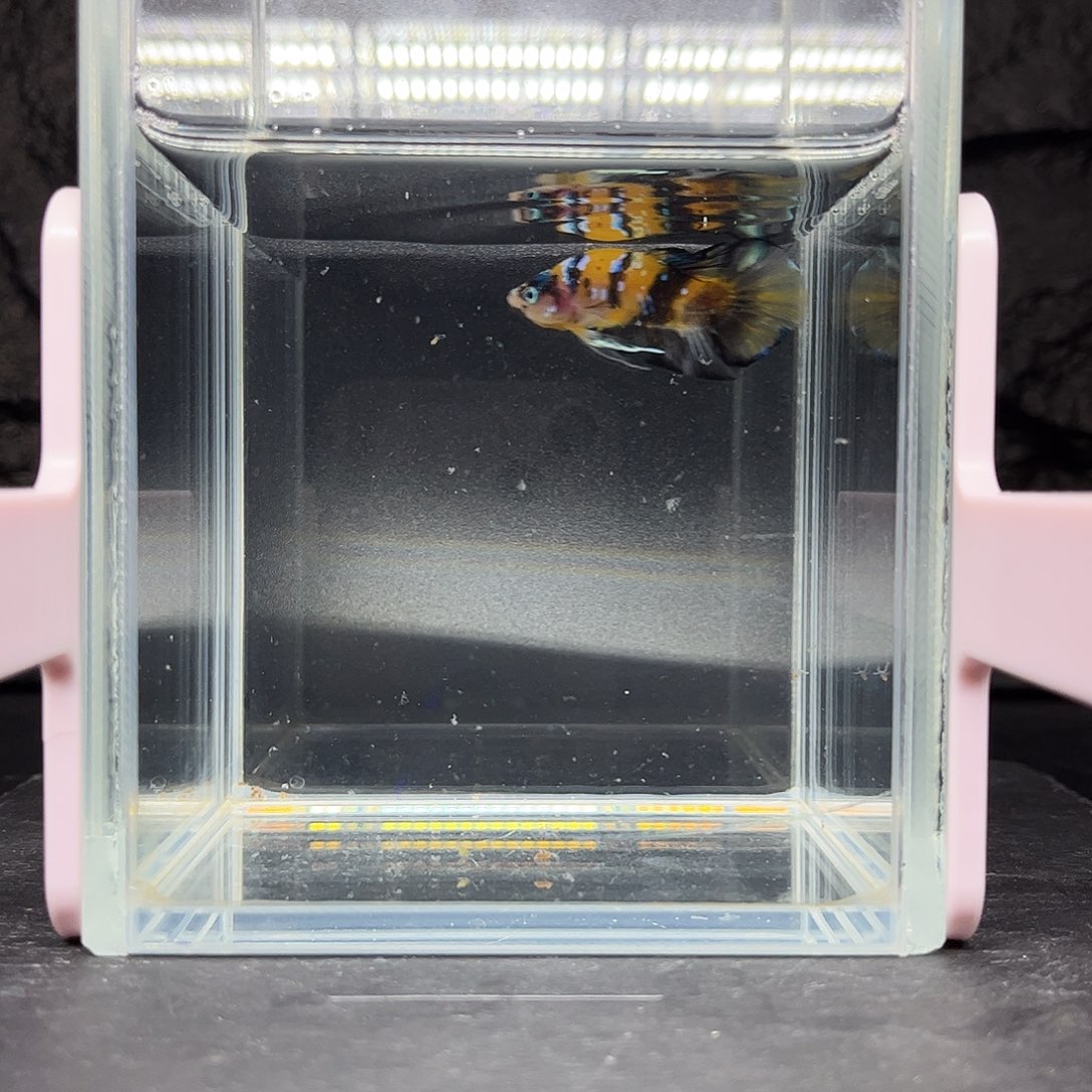 海水鱼宙斯斗鱼竞拍11-03