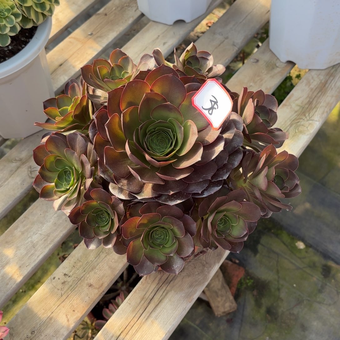 花好月又圆20251338魅金