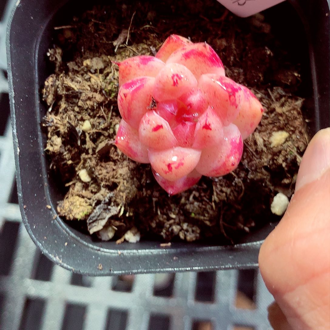 5厘米盆精控多肉048