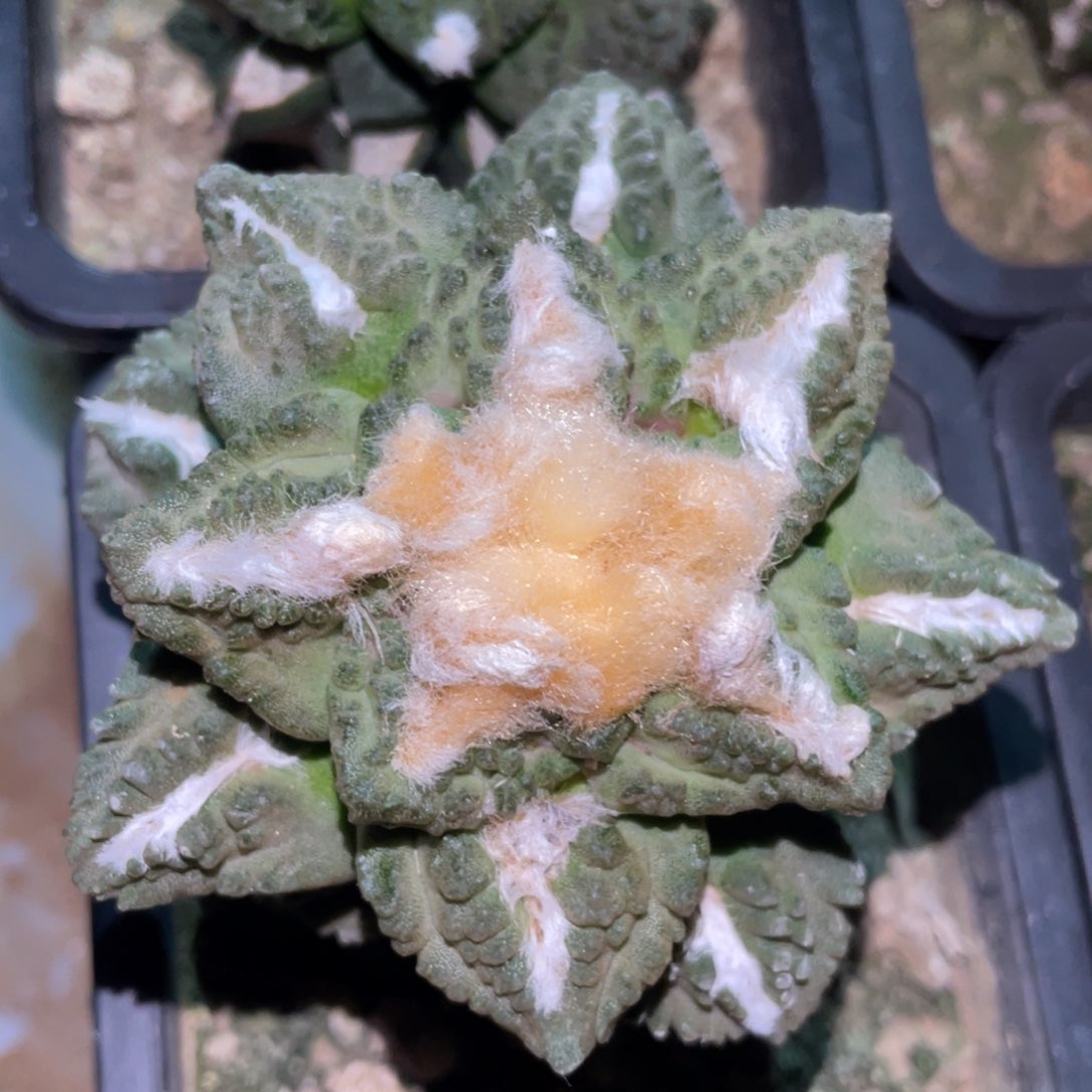 志鹤龟甲牡丹 仙人球开花