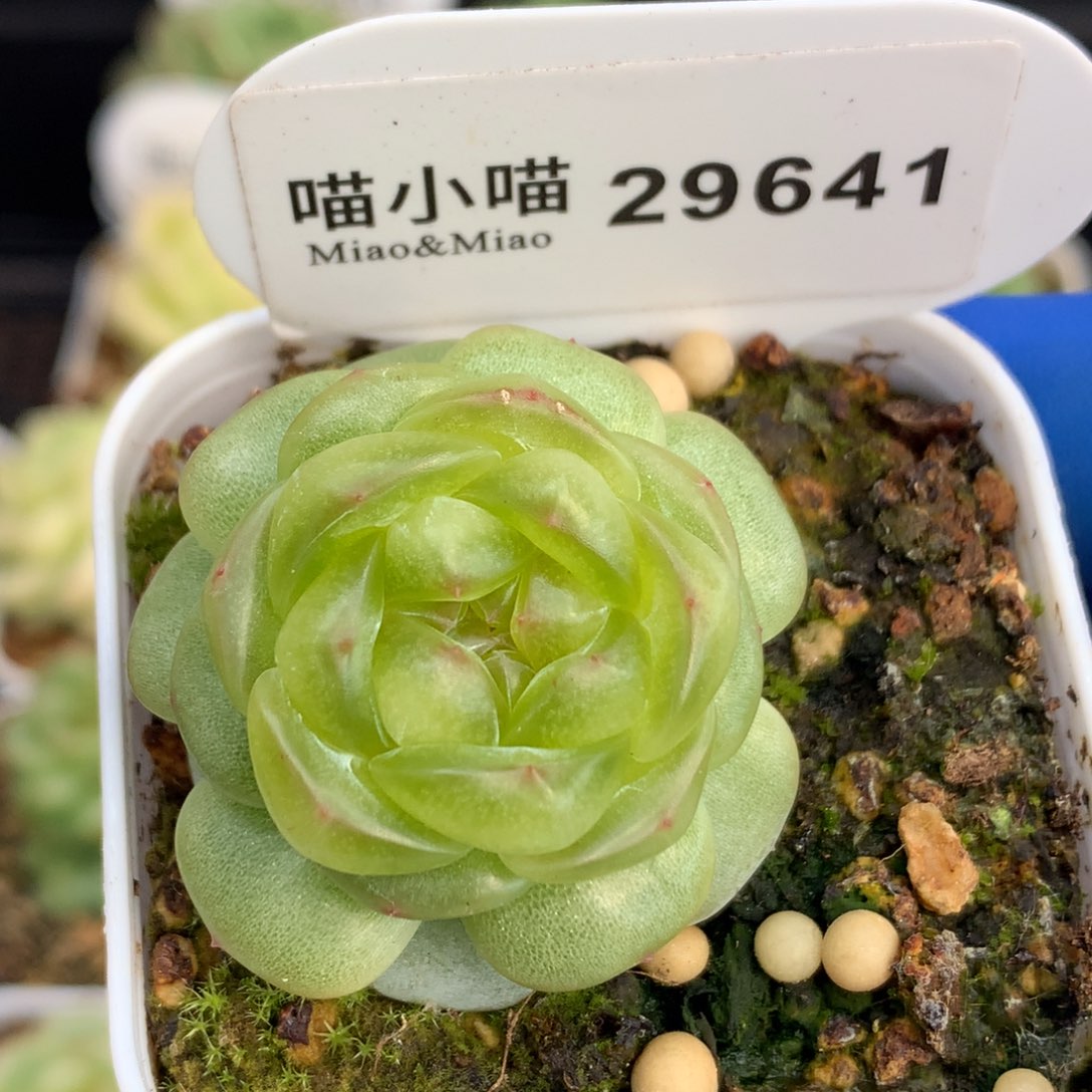 李***岁多肉植物杂交珍妮