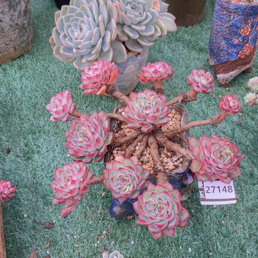 荷花多肉植物27148