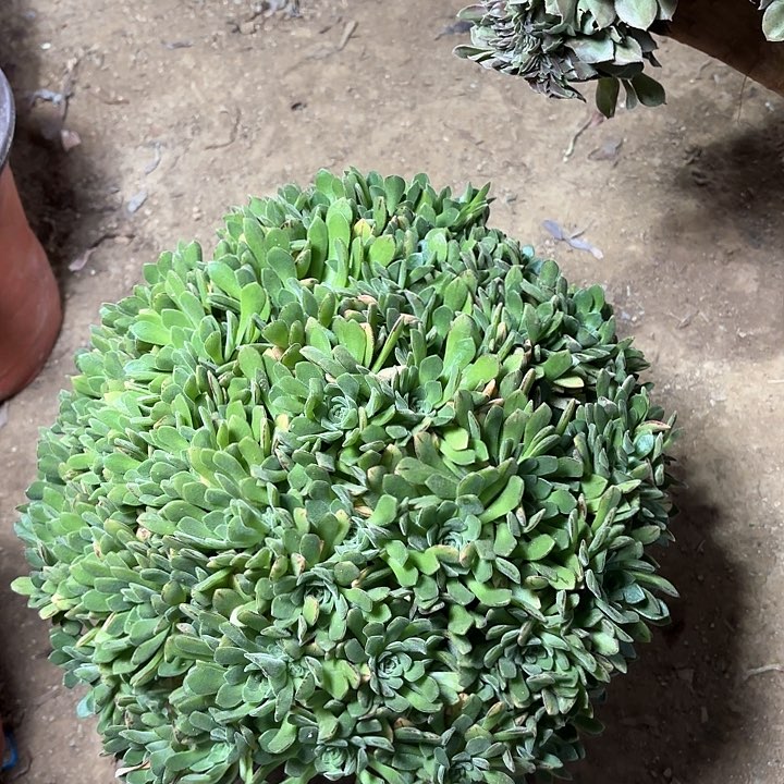 多肉植物冰雨门客2