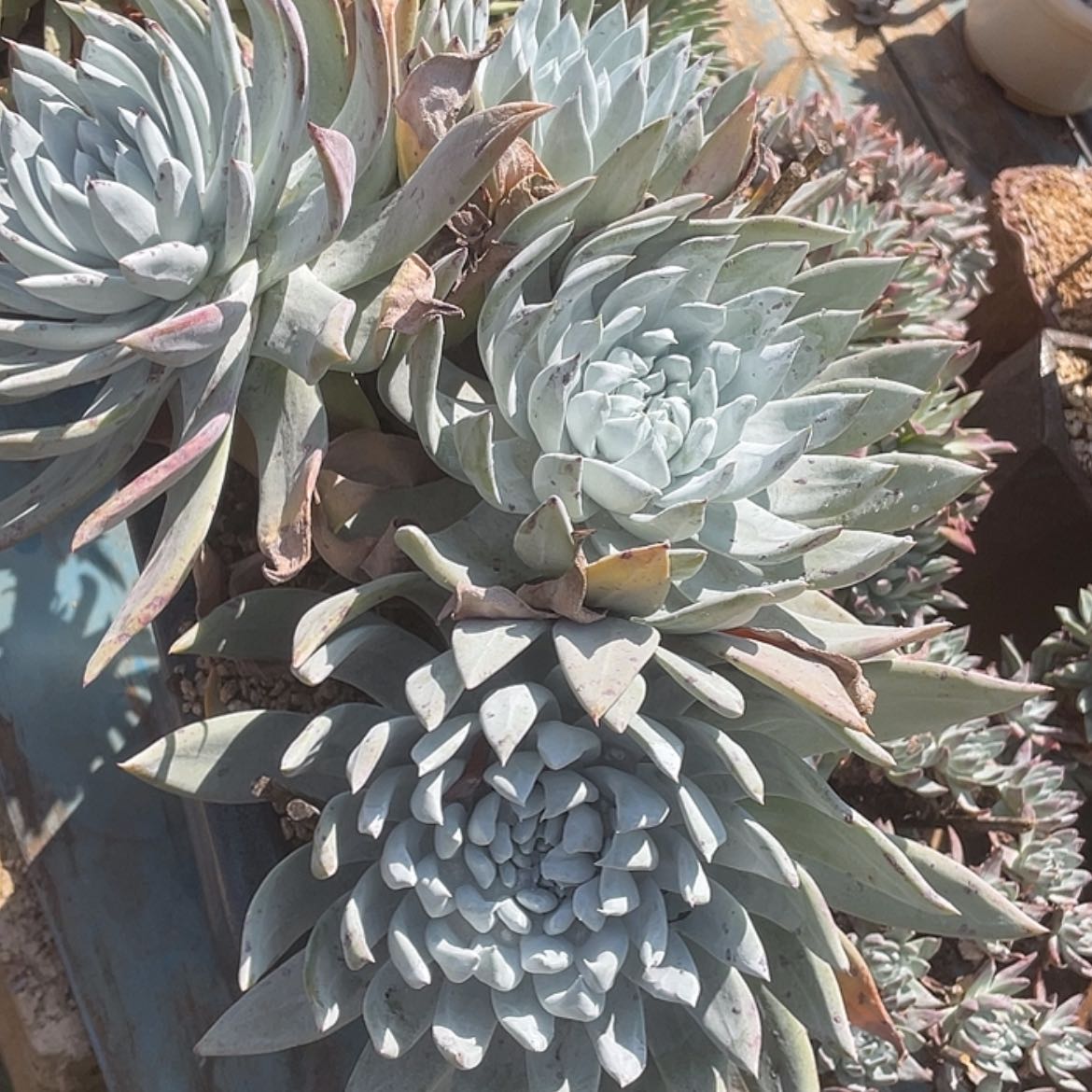 【闪购商品】帕翠莎二代