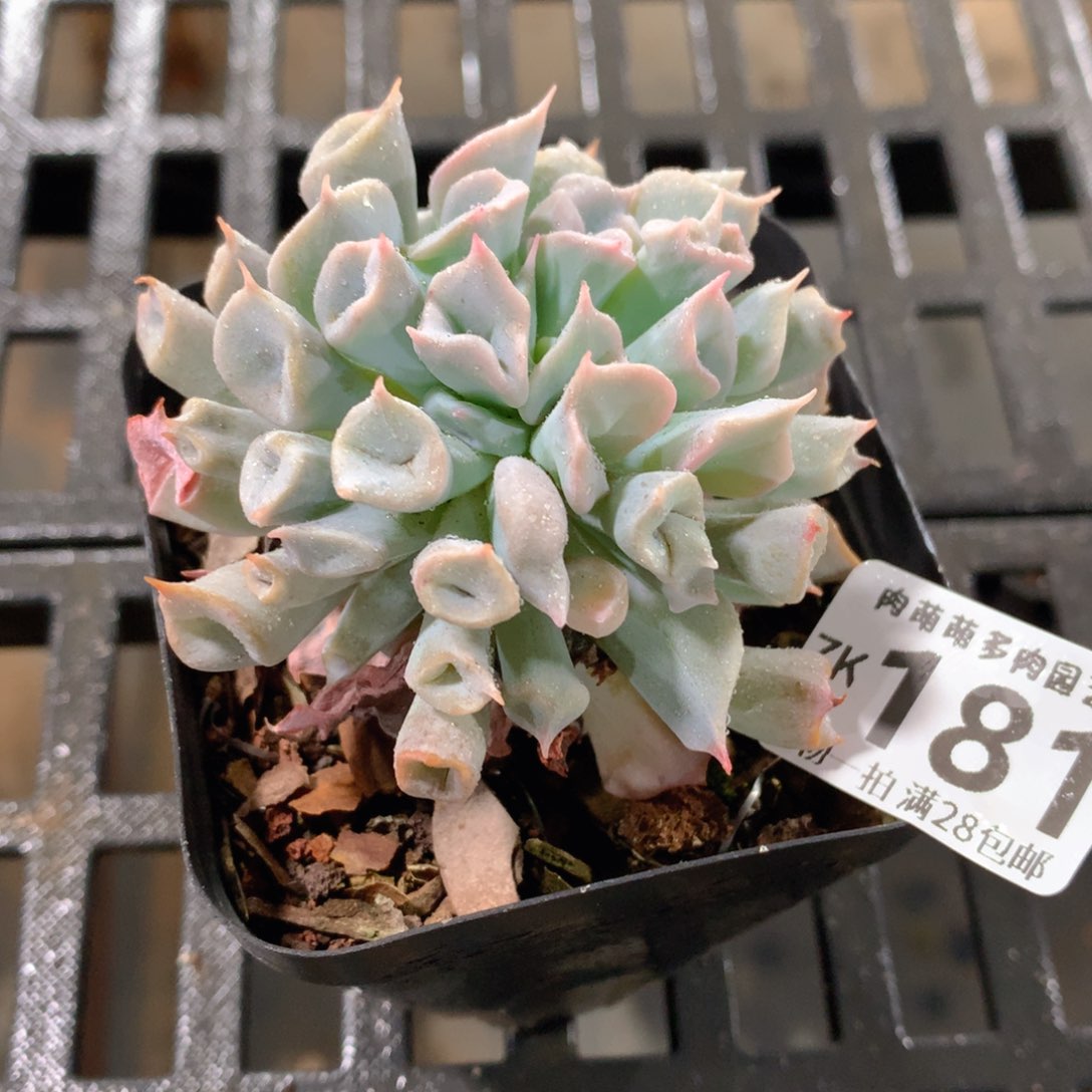 肉萌萌拇指盆精控多肉ZK181