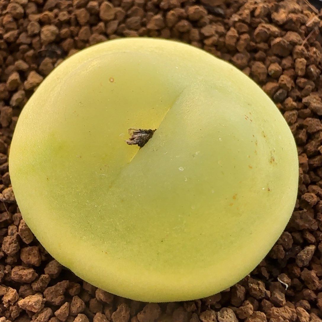 多肉植物大拉2.8公分11号链接