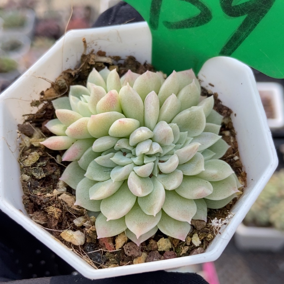 939奶油美人缀多肉