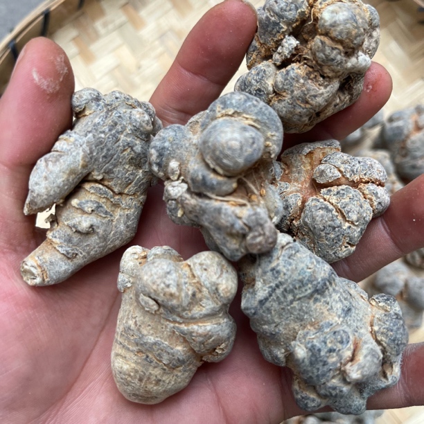 （文山三七）20头大三七小念推荐