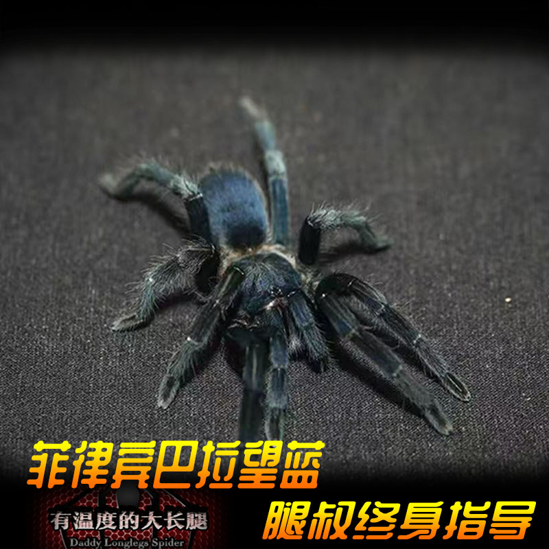 腿叔~菲律宾巴拉望蓝Phlegiellus sp. blue, Palawan地栖蓝色蜘蛛