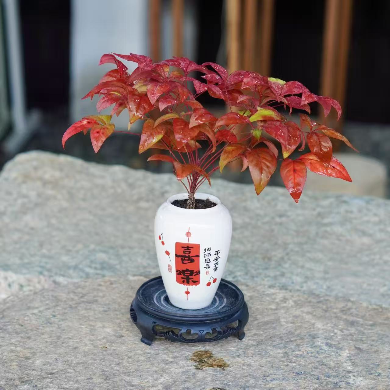 火焰南天竹 室内植物好养活