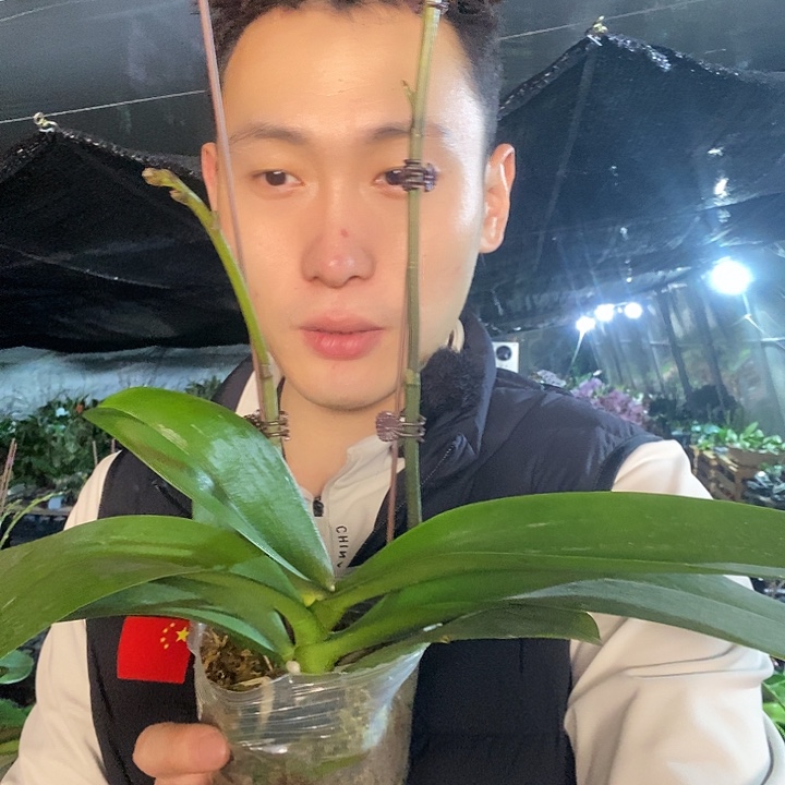 无花朵0861蝴蝶兰