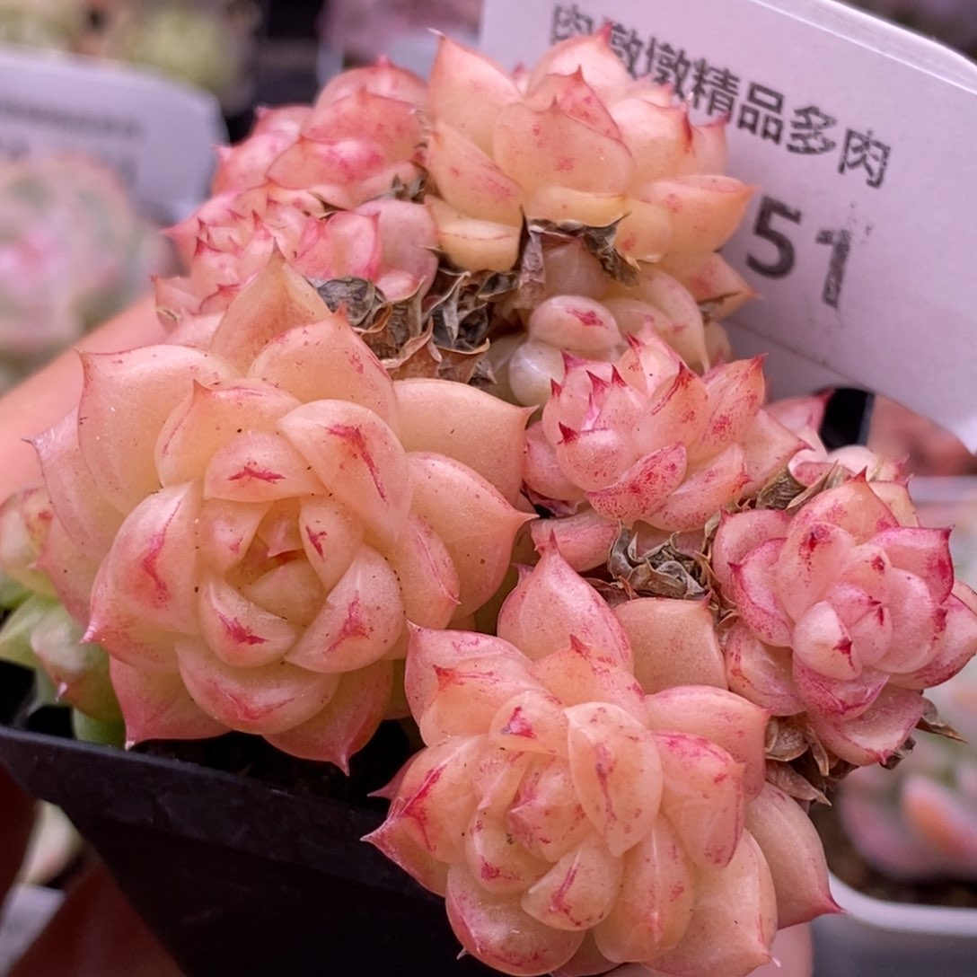 【闪购商品】24-151
