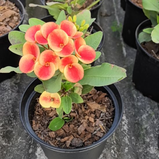 ᦦ***࿐完全开放爱玛丽直播间一物一拍