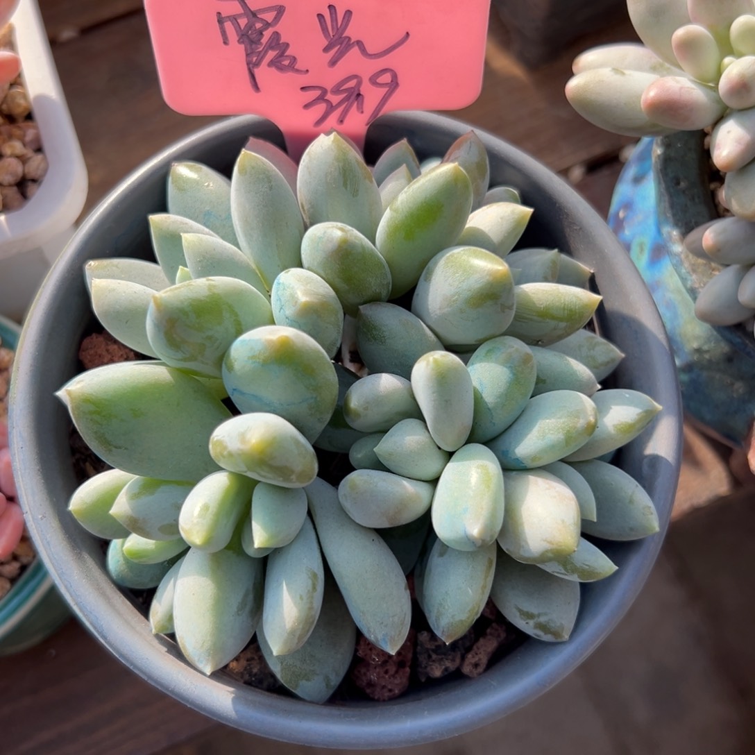 霞***光哥特11111111%%%%%%