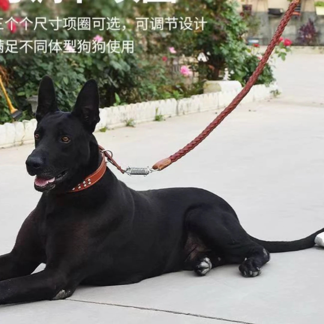 带您一对一挑选黑狼犬专属链接