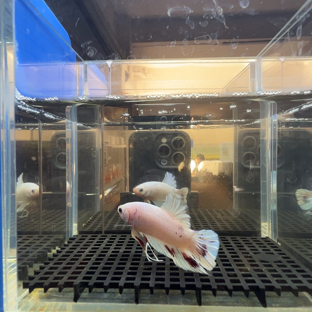 斗鱼阿浩泰斗9日3号