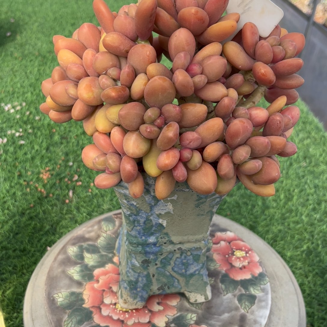 夜***蓝芒果奶多肉植物带盆