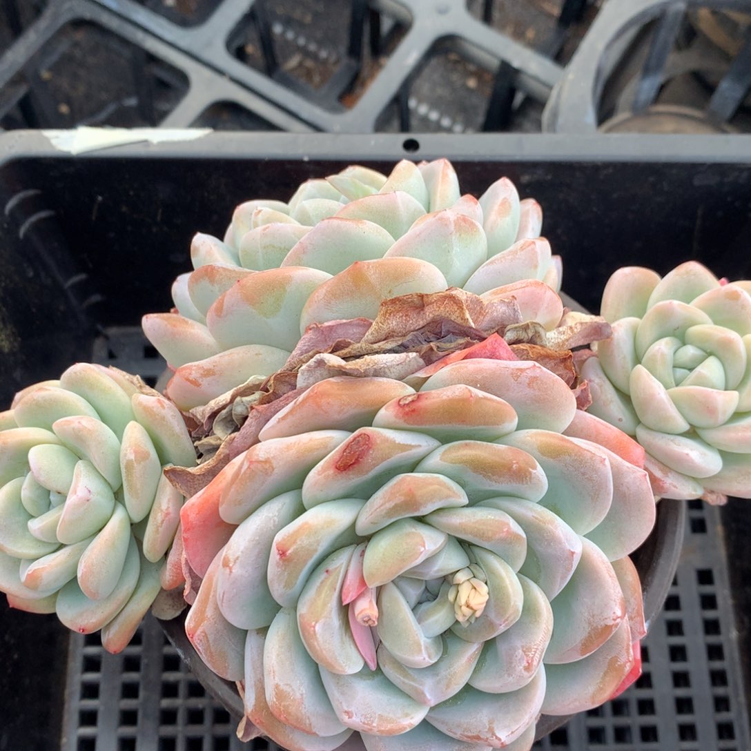 0215-124 老桩冰玉