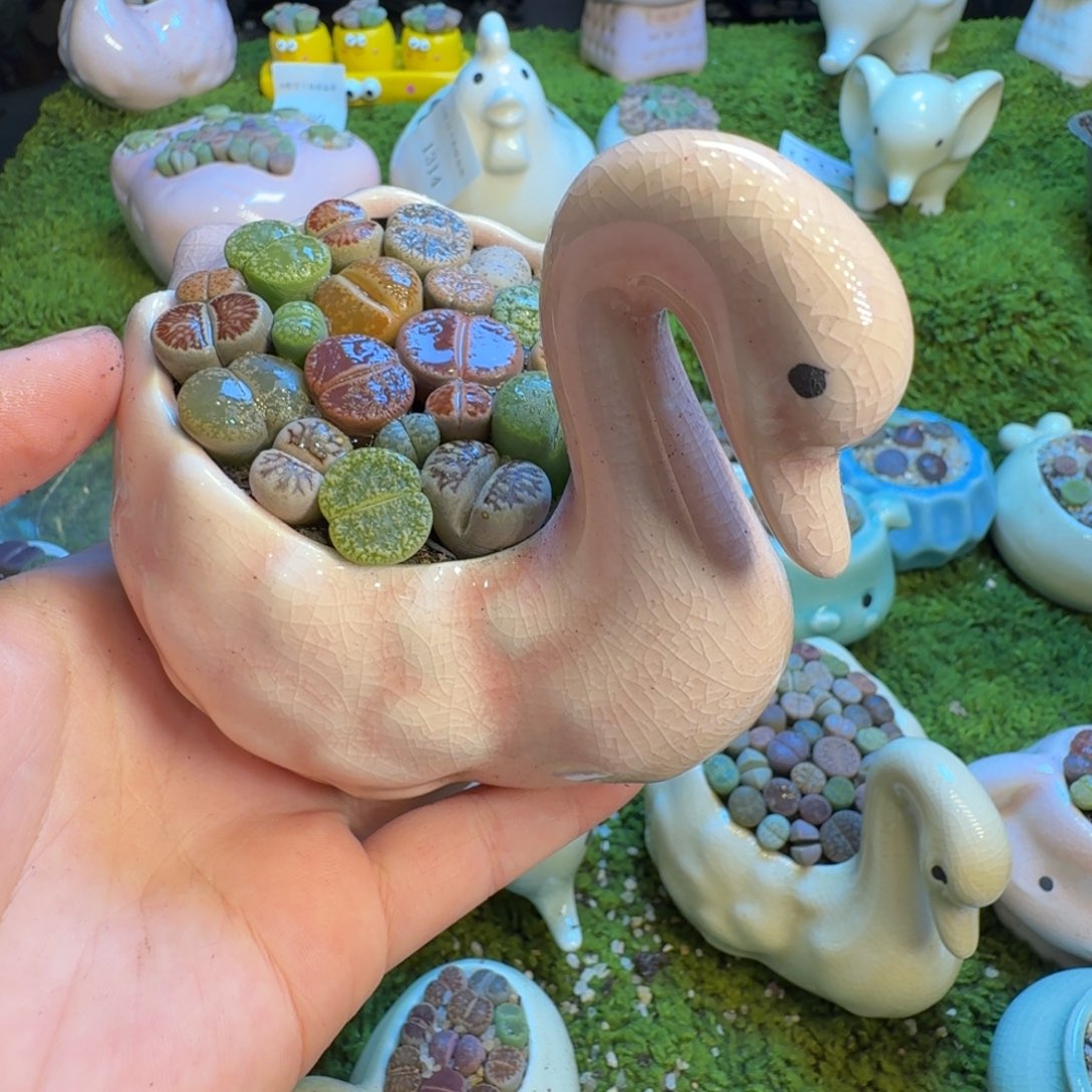 江***9多肉葡萄的季节性1382