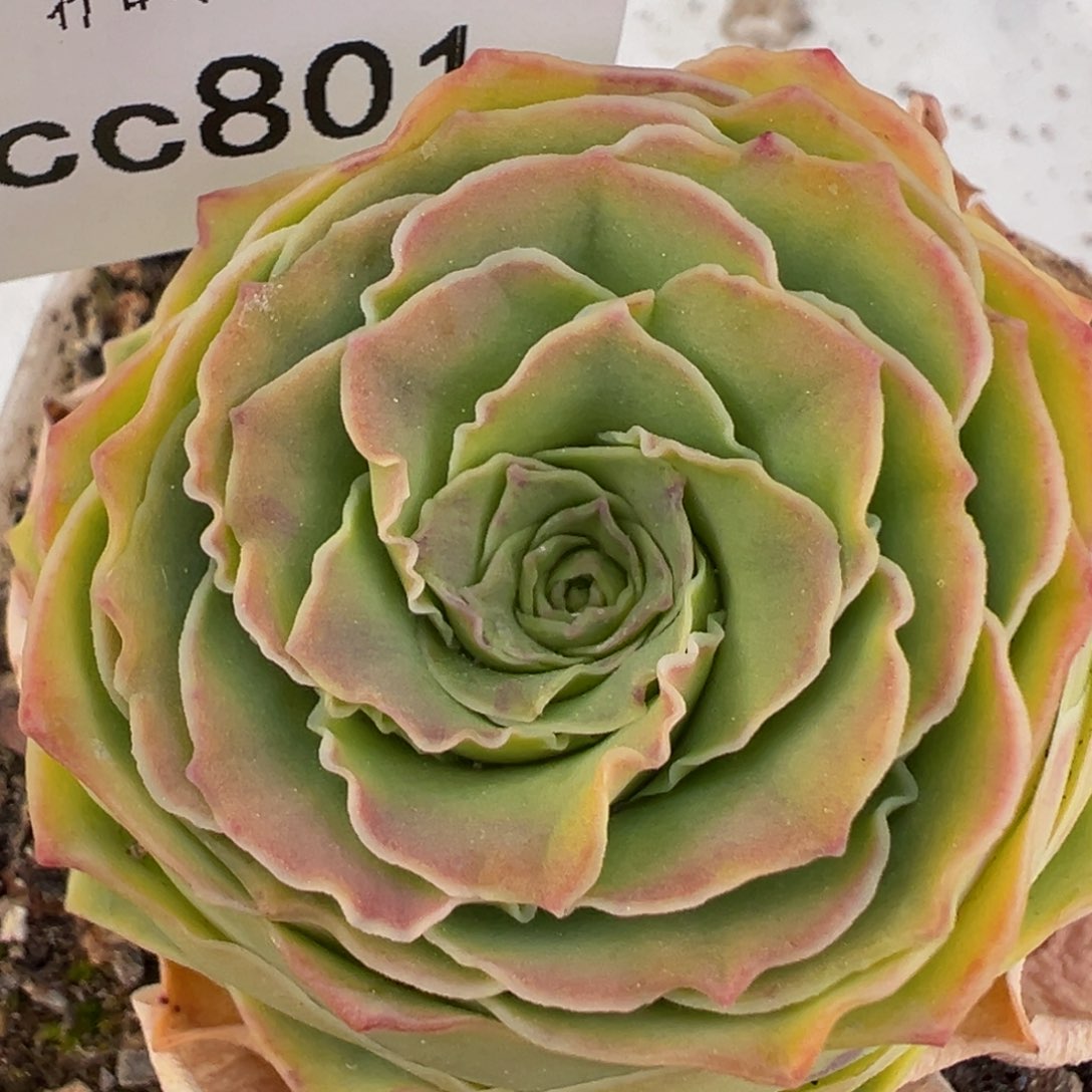 小****^陈陈801开播福利不知名