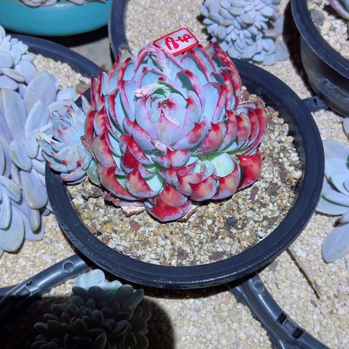 盛**?精品多肉植物老桩