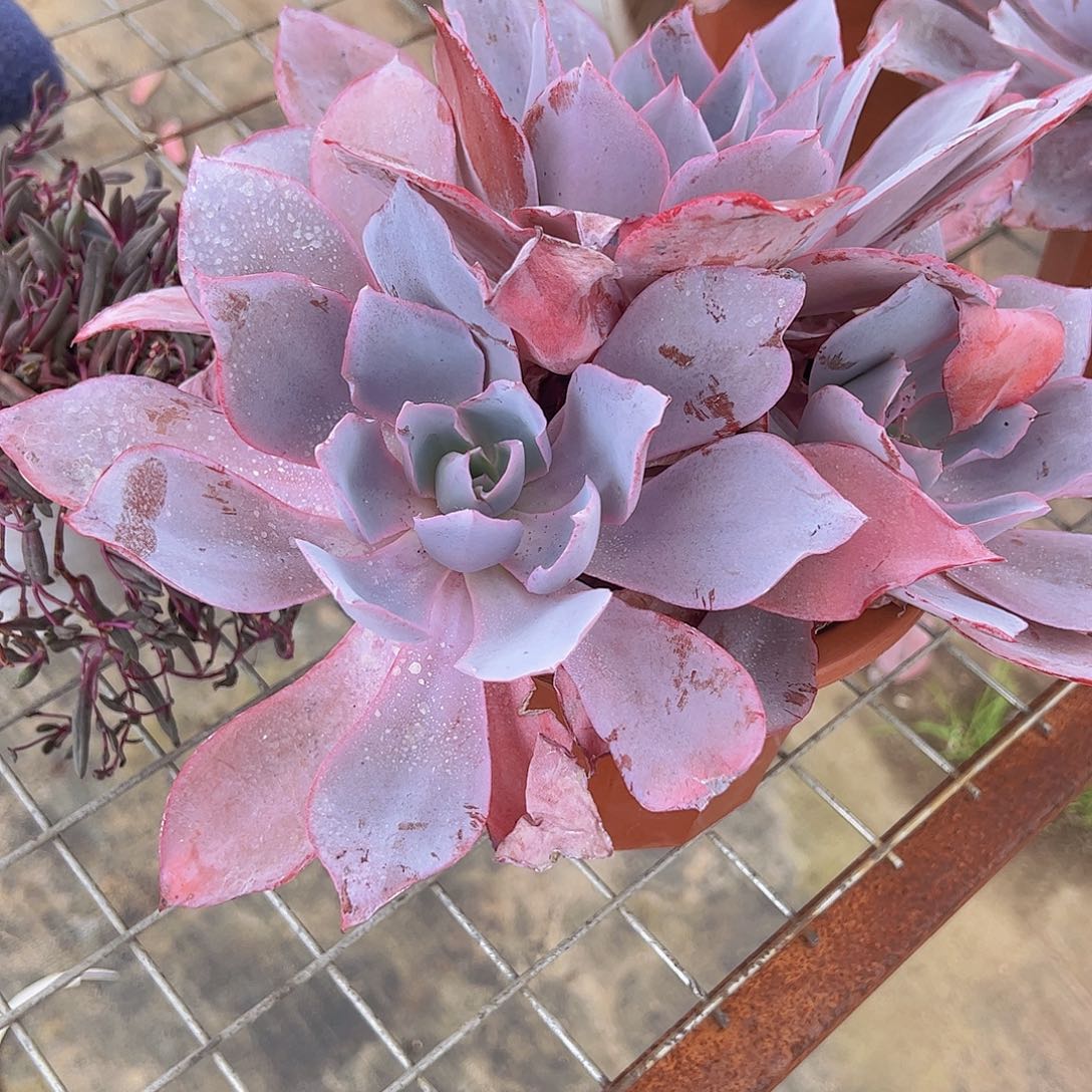 晚霞仙子多头群生老桩
