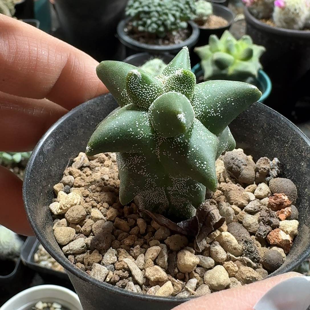 548角you鸾凤玉脱土发货