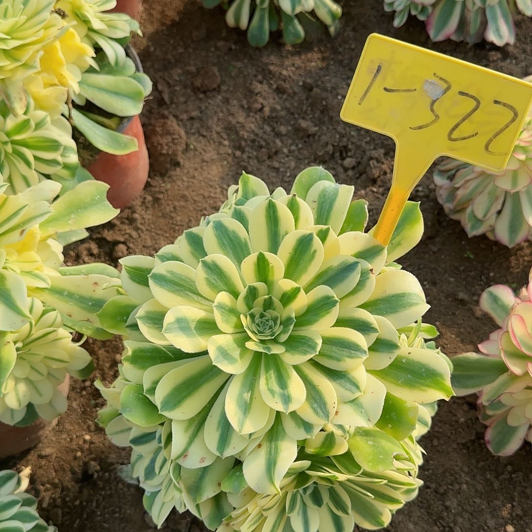 花*1-322---多头多肉植物