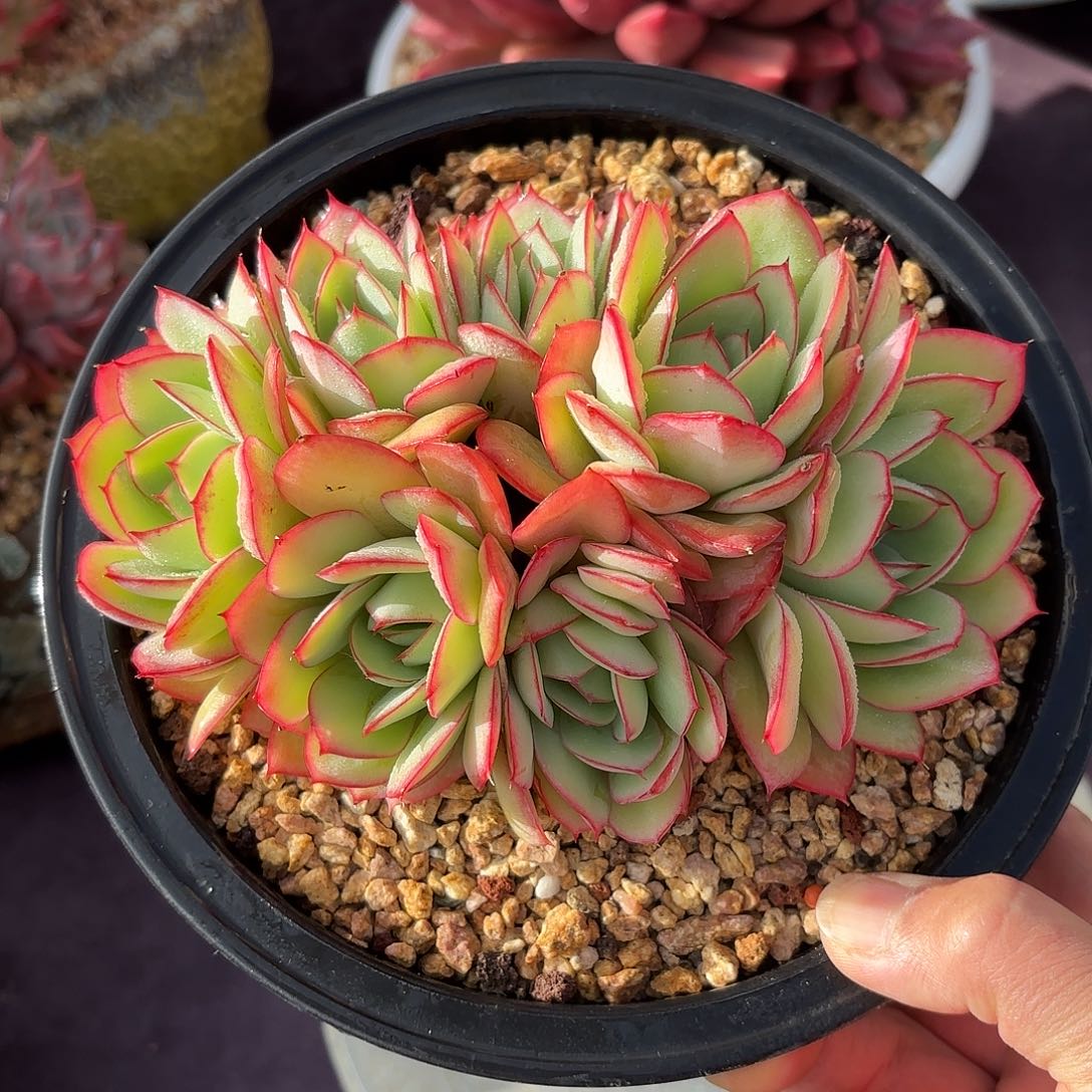 多肉植物脱土包邮