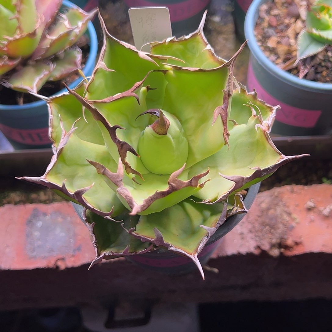 愛*螃蟹生长发育过程