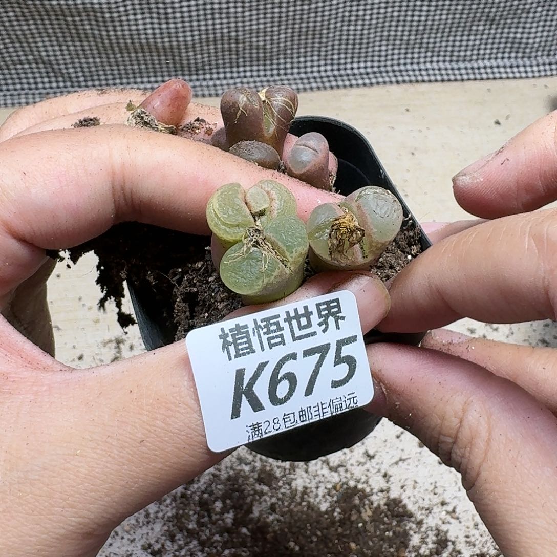 多肉植物的动作fhj