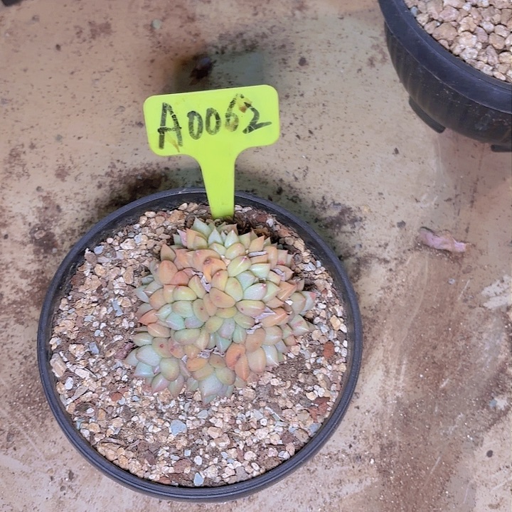 陶*象牙一物一拍A0062