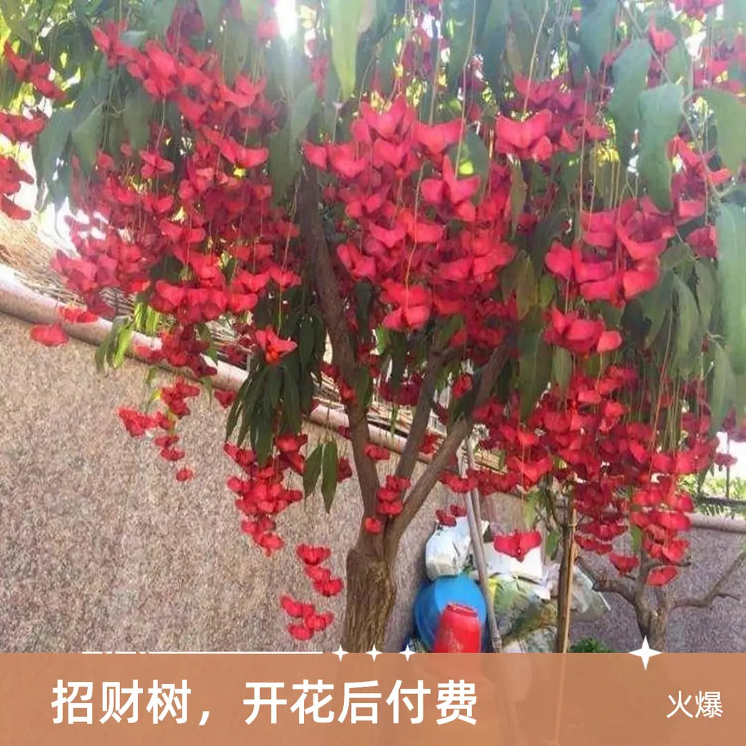 正宗招财金丝吊蝴蝶发财树苗摇钱树庭院地栽阳台盆栽盆四季开花耐