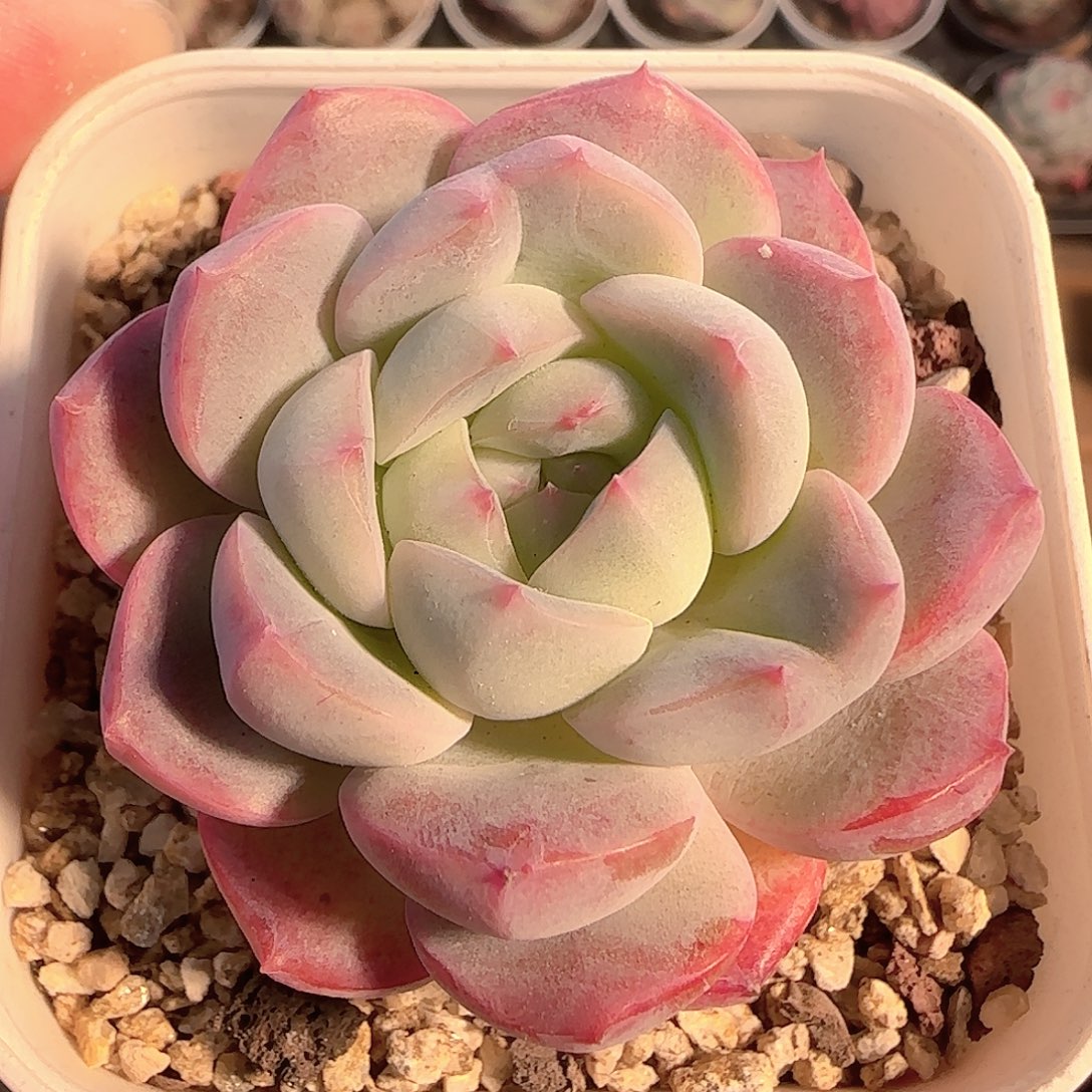 多肉1205-134福利福利