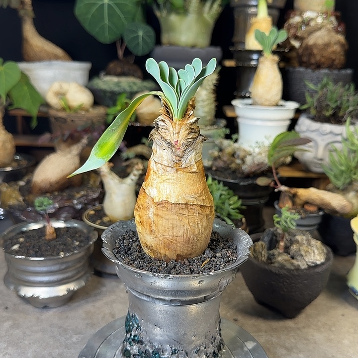 一物一拍巨凤之卵720