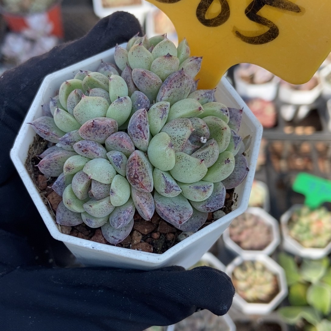 565赤水晶多肉植物多肉
