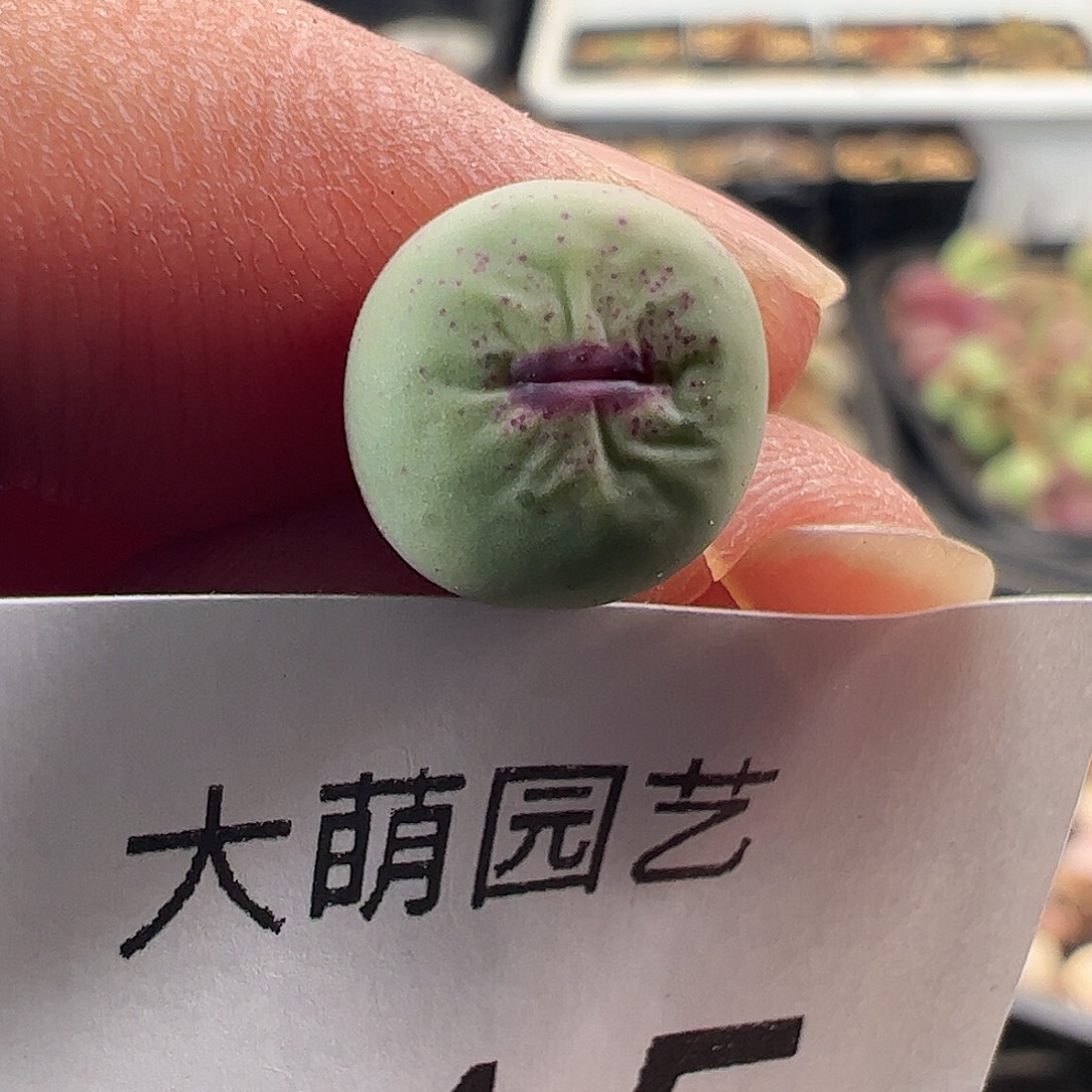 一物一拍M4×D6大型厚唇嘟嘴杂交615